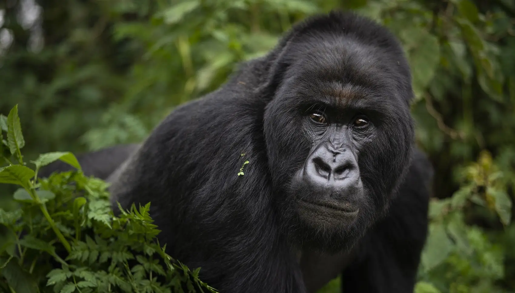 Uganda Gorilla Permits Cost Price
