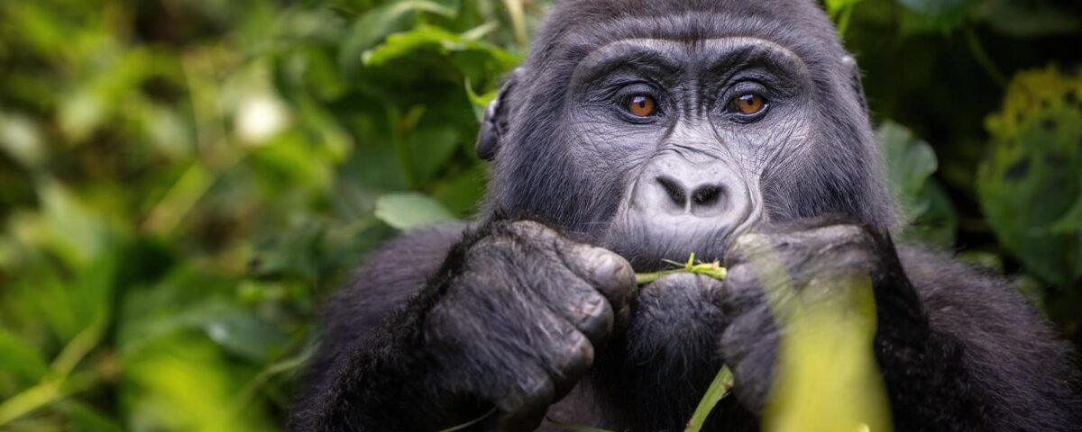 Gorilla Trekking