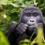 Gorilla Trekking