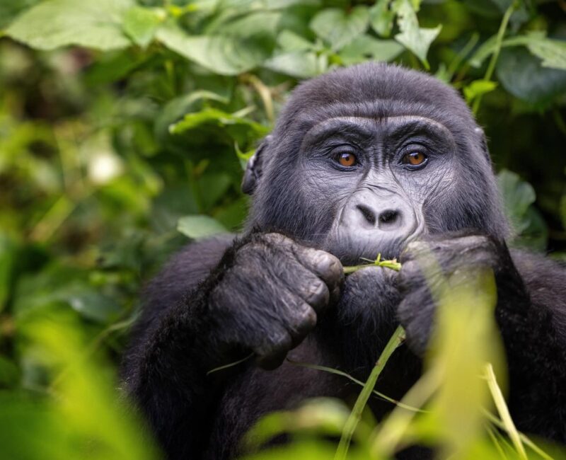 Gorilla Trekking