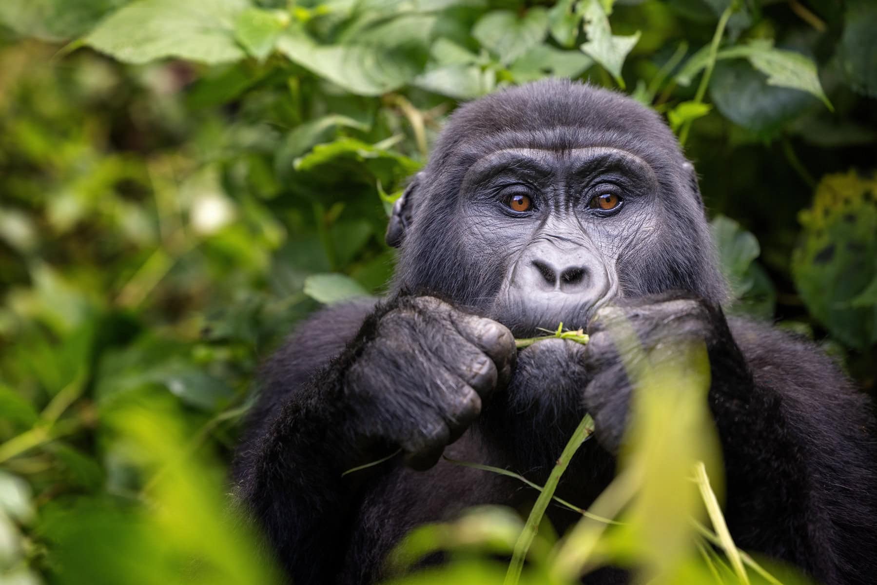 Uganda Gorilla Trekking