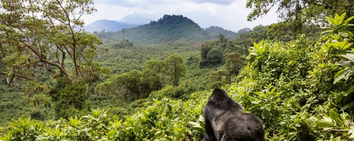 Uganda Gorilla Trekking