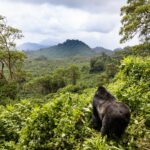 Uganda Gorilla Trekking
