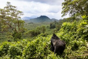 Uganda Gorilla Trekking