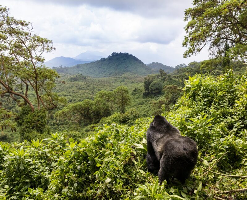 Uganda Gorilla Trekking