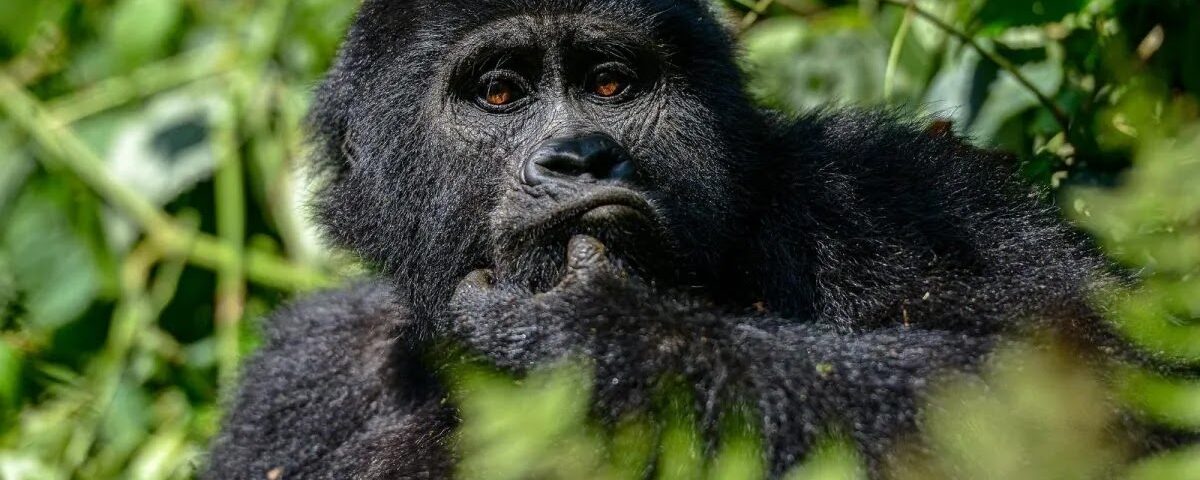 Uganda Gorilla Trekking Safaris