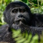 Uganda Gorilla Trekking Safaris