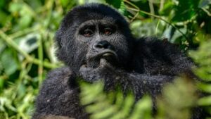 Uganda Gorilla Trekking Safaris