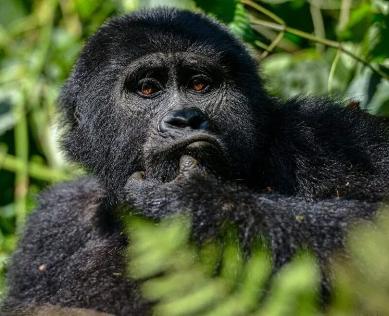 Uganda Gorilla Trekking Safaris