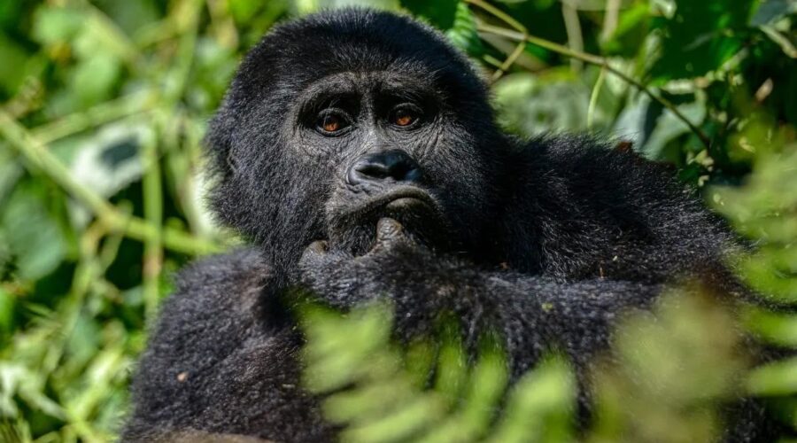 Uganda Gorilla Trekking Safaris