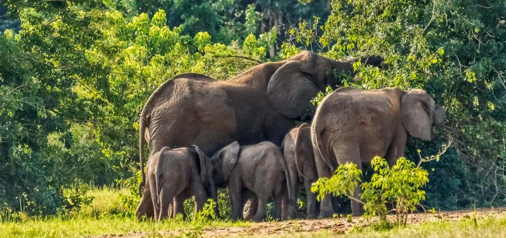 Uganda National Parks