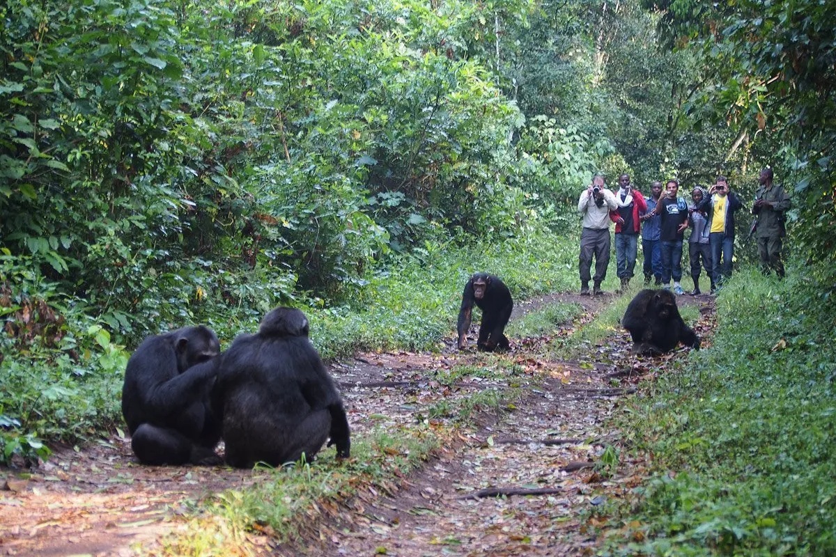 Uganda Safari