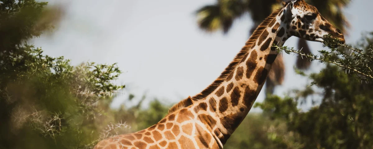 Uganda Wildlife Safari