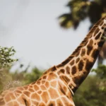 Uganda Wildlife Safari