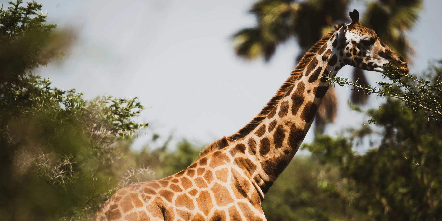 Uganda Wildlife Safari