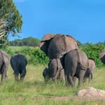 Uganda Wildlife Safaris