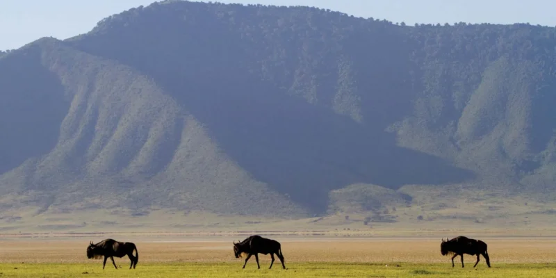 Wildebeest-Ngorongoro-Crater-Tanzania Wildebeest-Ngorongoro-Crater-Tanzania