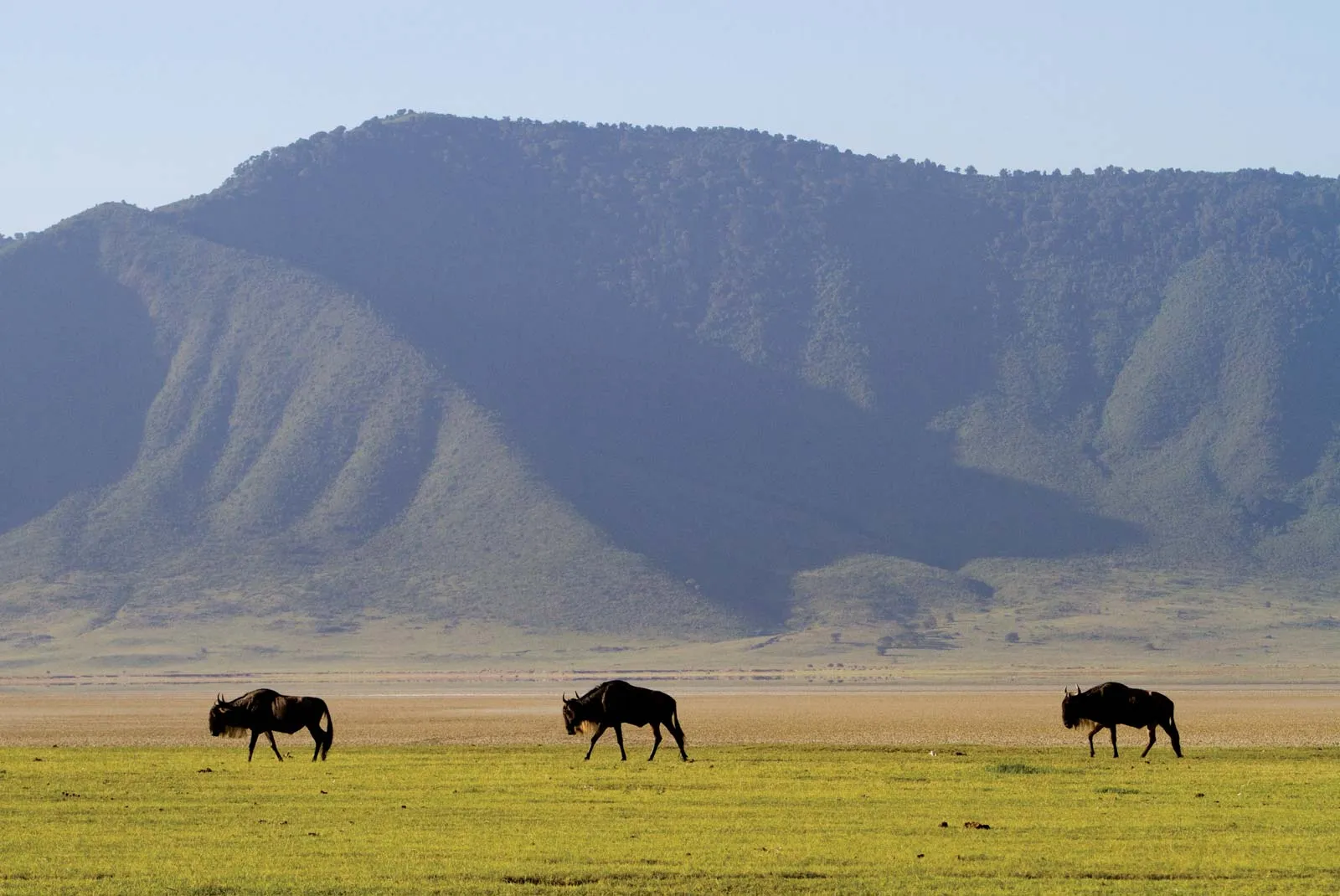 Wildebeest-Ngorongoro-Crater-Tanzania