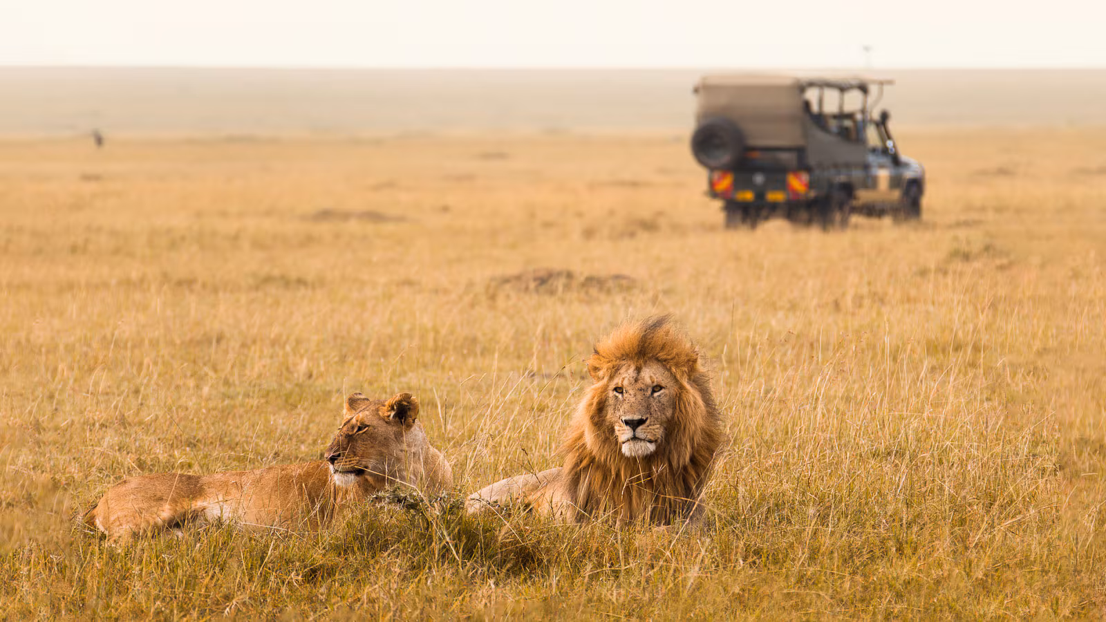 Kenya Lions Safari