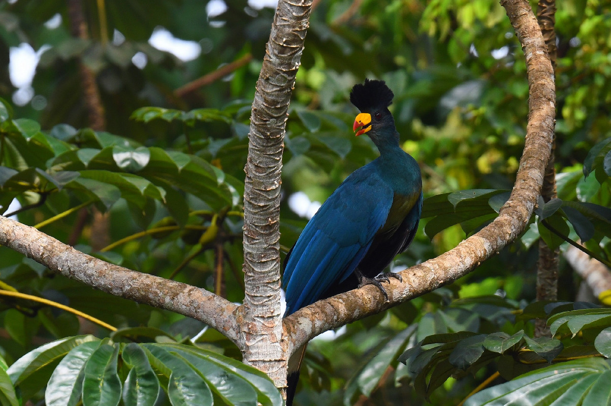 Birding Safari In Kenya
