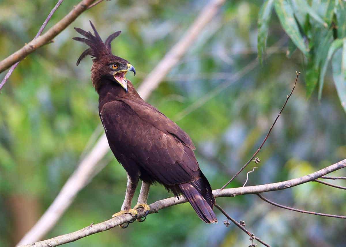 Birds of Uganda