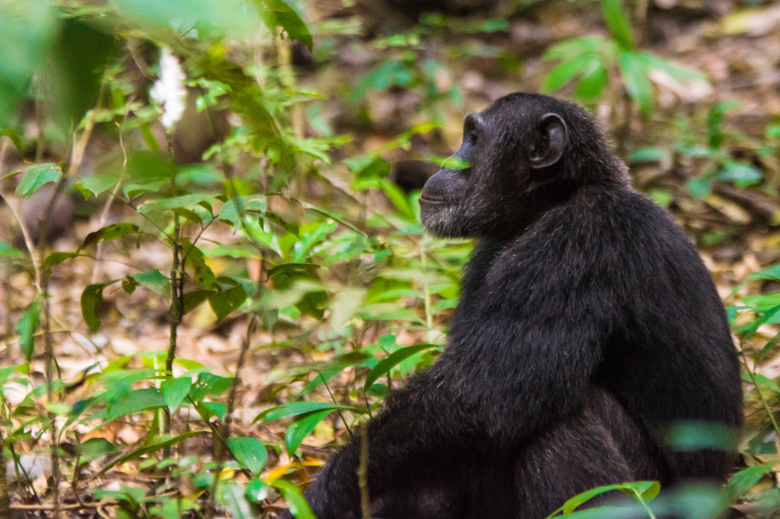 Chimpanzee Tracking