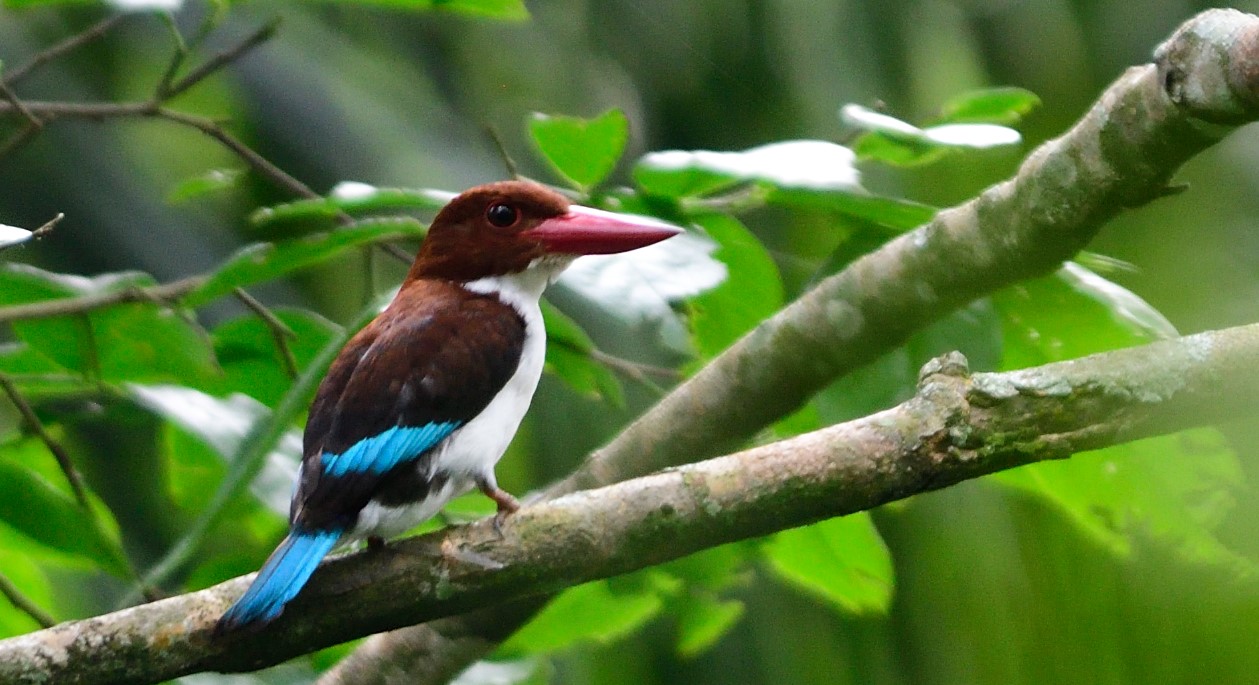Chocolate Backed King Kaniyo