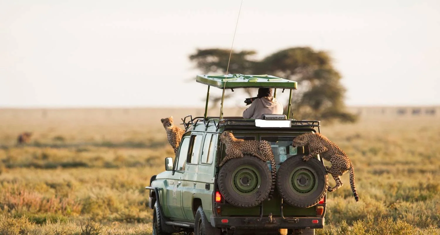 Game drives in Maasai Mara National Reserve