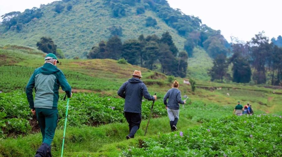 Gorilla Trekking Rwanda