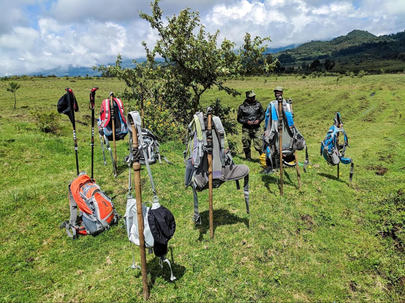 Gorilla Trekking