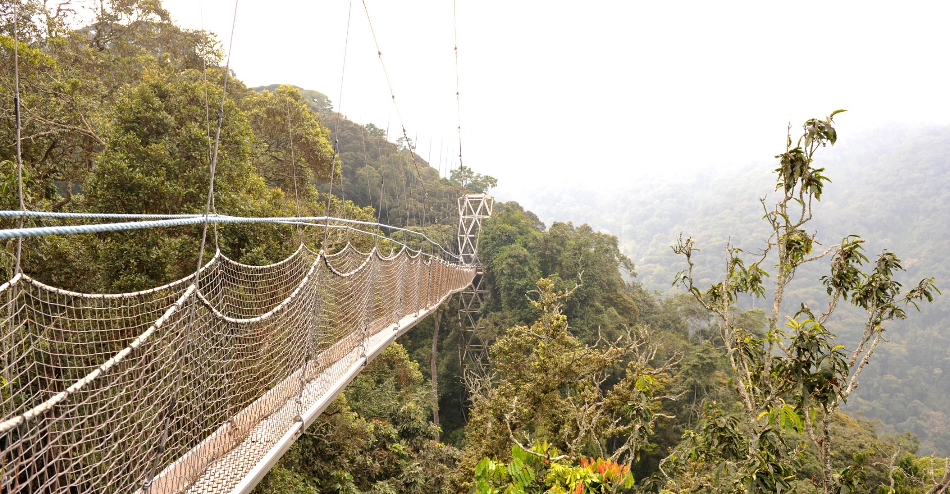 Nyungwe Forest National Park