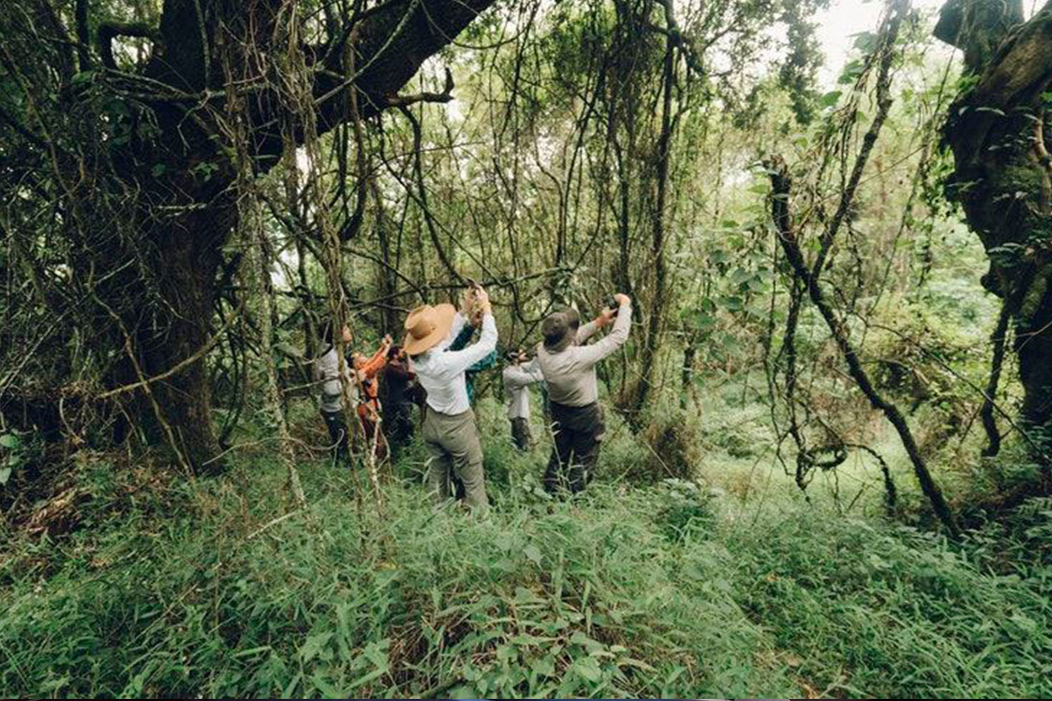 Rwanda Birding Safaris