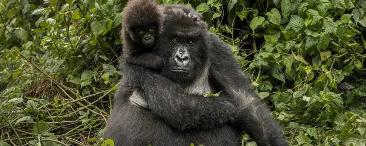 Rwanda Gorilla Trekking