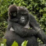 Rwanda Gorilla Trekking