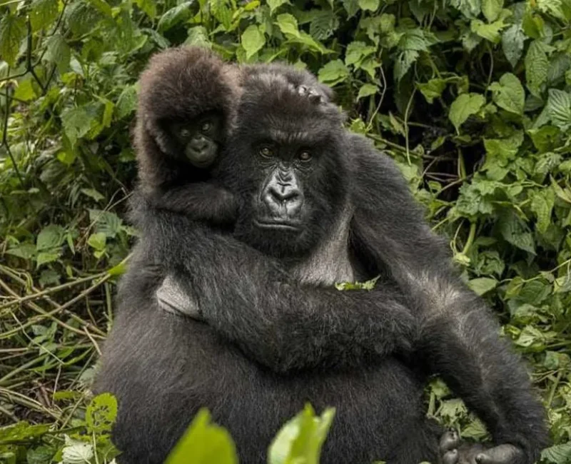 Rwanda Gorilla Trekking