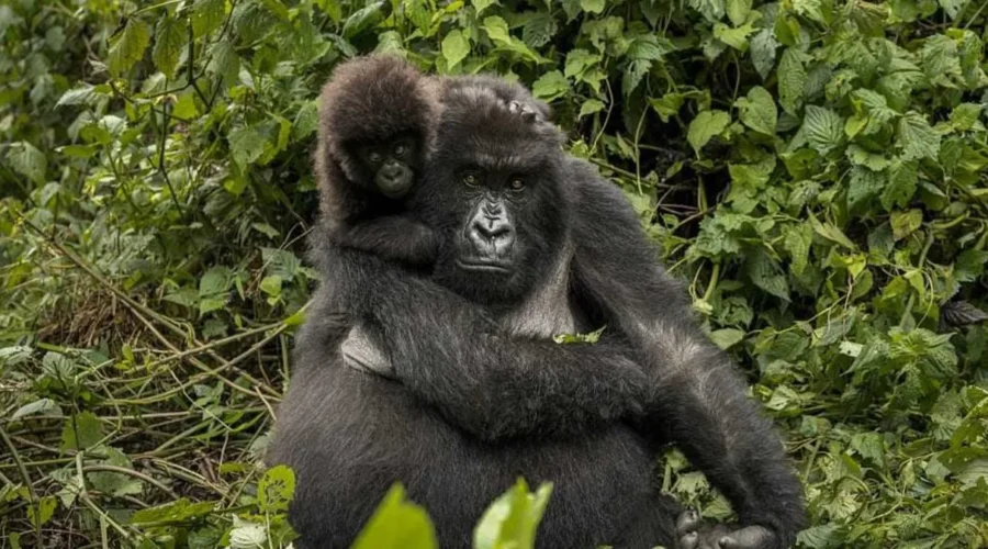 Rwanda Gorilla Trekking