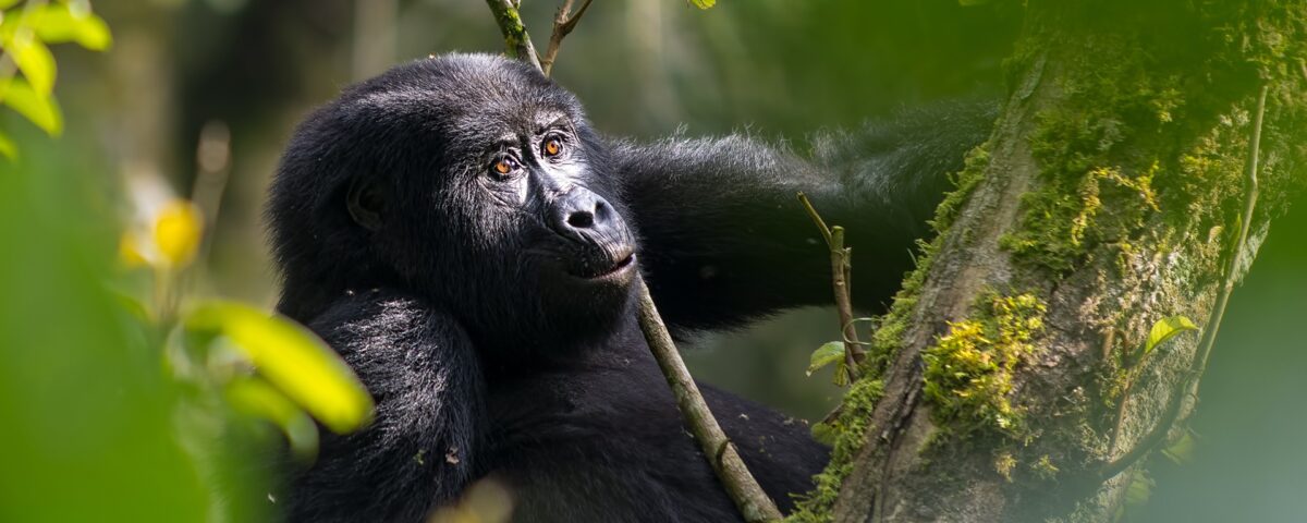 Rwanda Gorilla Trekking Safaris
