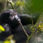 Rwanda Gorilla Trekking Safaris