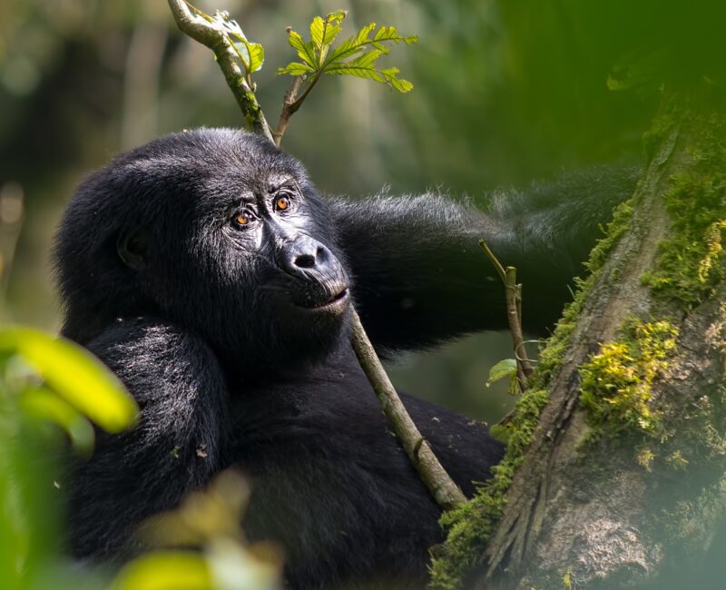 Rwanda Gorilla Trekking Safaris