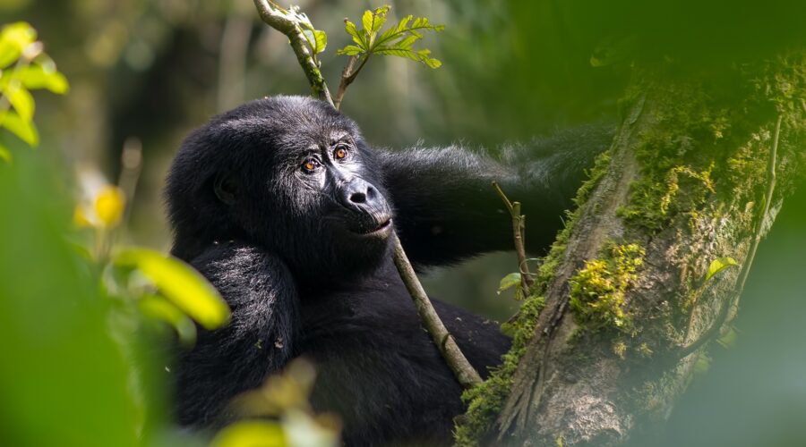 Rwanda Gorilla Trekking Safaris