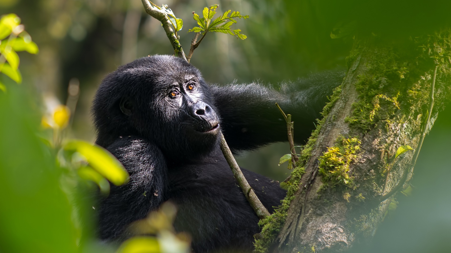 Rwanda Gorilla Trekking Safaris