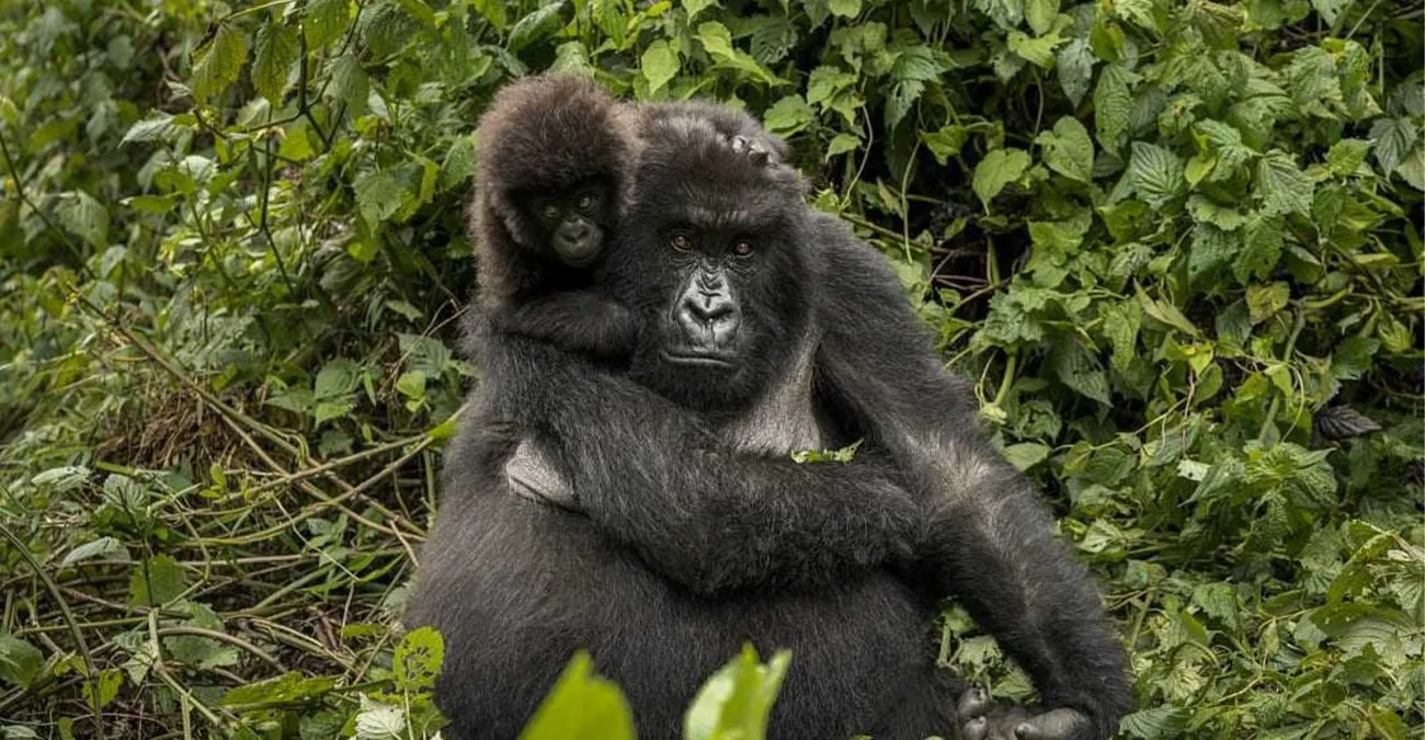Rwanda Gorilla Trekking