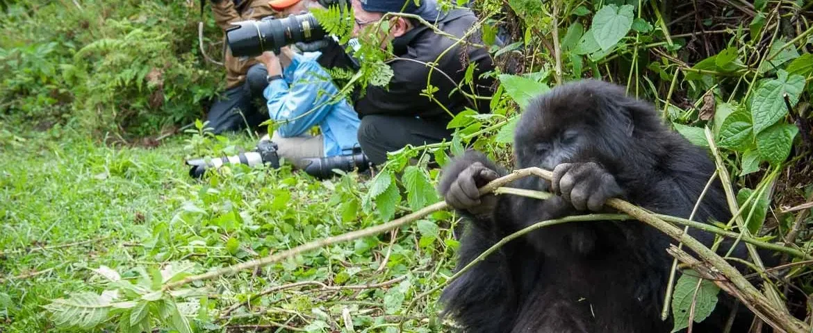 Rwanda Volcanoes National Park