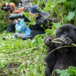 Rwanda Volcanoes National Park