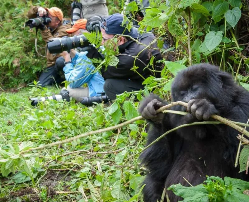 Rwanda Volcanoes National Park