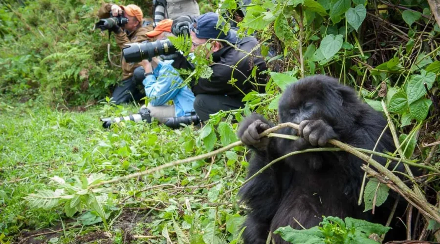 Rwanda Volcanoes National Park