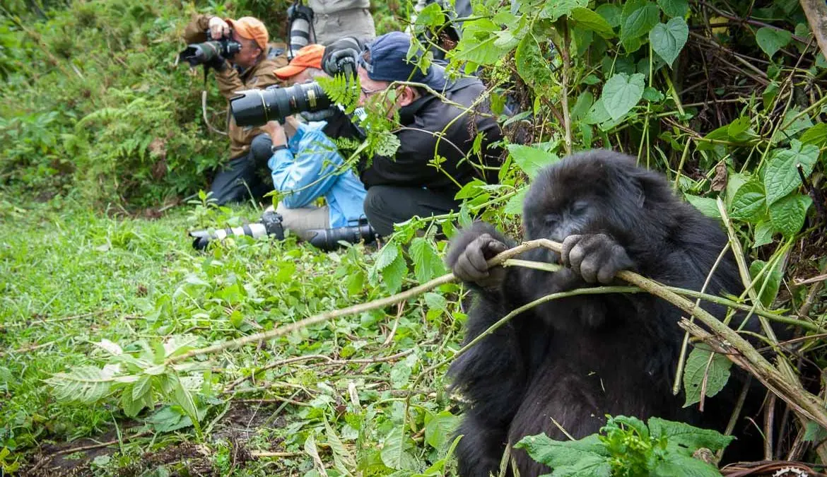 Rwanda Volcanoes National Park