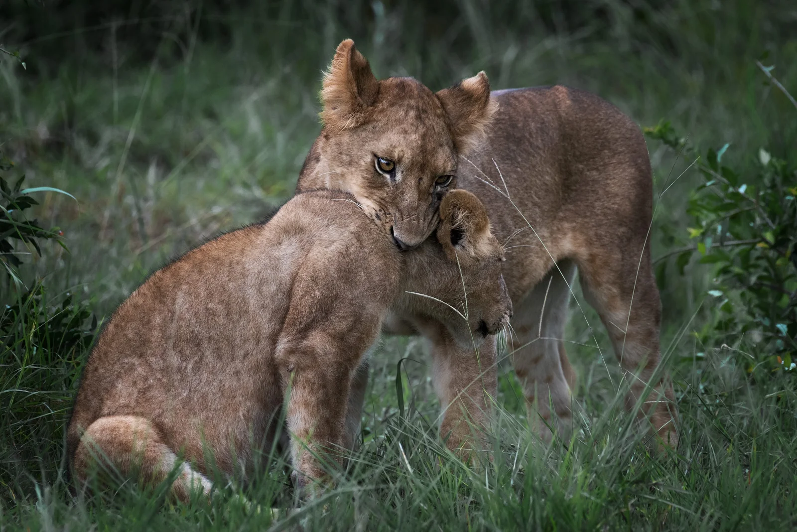 Short Tanzania Safaris