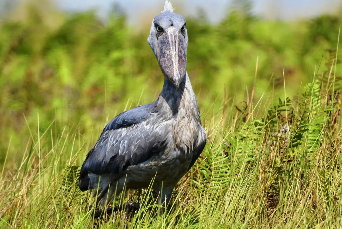 The Best Destinations for Tanzania Birding