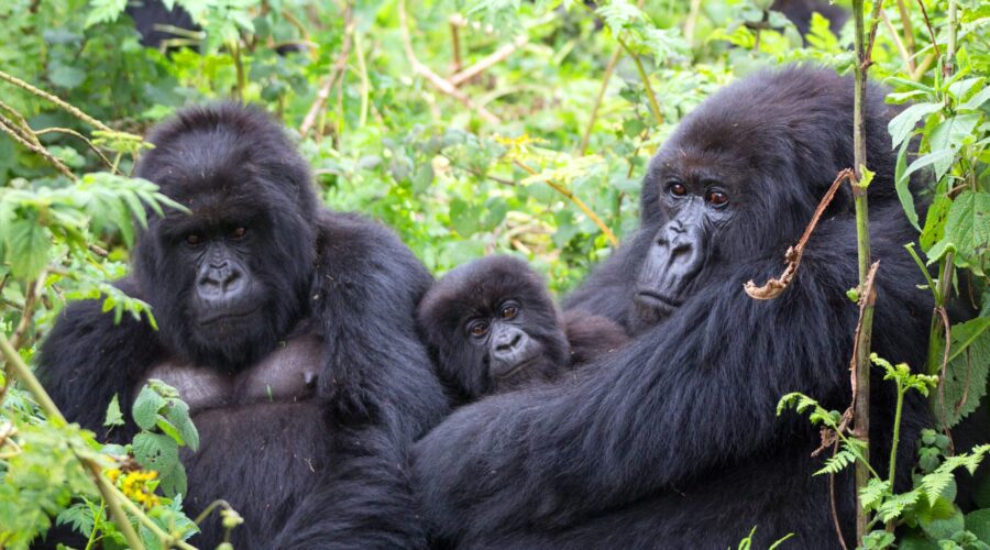 Things to Expect in Rwanda Wildlife Safaris